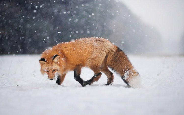 снег, зима, взгляд, лиса, лисица, боке, snow, winter, look, fox, bokeh