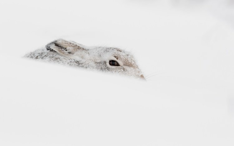 снег, зима, животное, заяц, snow, winter, animal, hare