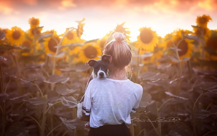 цветы, собака, девочка, спина, подсолнухи, flowers, dog, girl, back, sunflowers