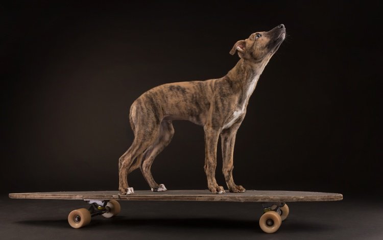 фон, собака, скейтборд, борзая, скейтборт, background, dog, skateboard, greyhound, breitbart