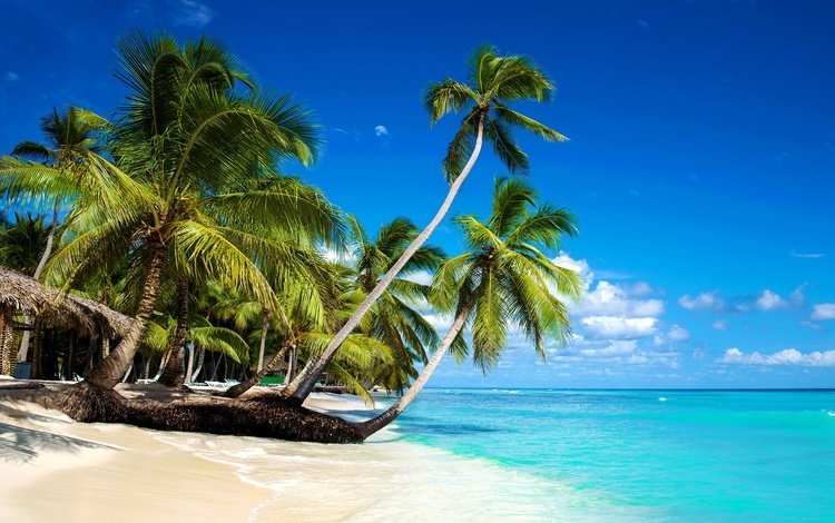 солнце, берег, море, песок, пляж, пальмы, отдых, the sun, shore, sea, sand, beach, palm trees, stay