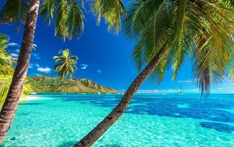 солнце, берег, пейзаж, море, пляж, пальмы, отдых, тропики, the sun, shore, landscape, sea, beach, palm trees, stay, tropics