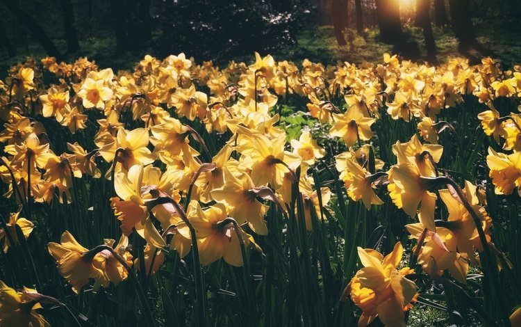 свет, цветы, весна, стебли, нарциссы, желтые, light, flowers, spring, stems, daffodils, yellow