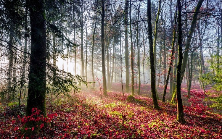 свет, деревья, лес, листья, лучи, осен, light, trees, forest, leaves, rays, autumn