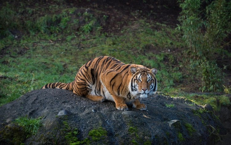 тигр, бугор, природа, смотрит, взгляд, хищник, сидит, полосатый, растительность, tiger, nature, looks, look, predator, sitting, striped, vegetation