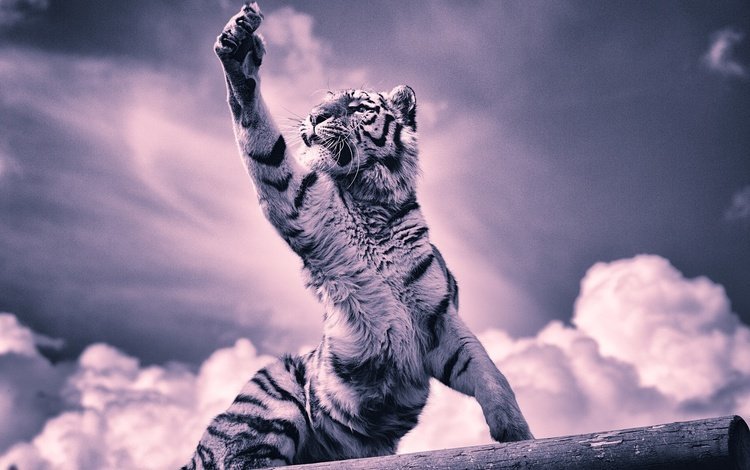 тигр, облака, хищник, большая кошка, тигренок, когти, лапа, tiger, clouds, predator, big cat, claws, paw