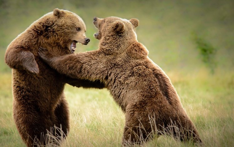 трава, борьба, медведь, медведи, grass, fight, bear, bears
