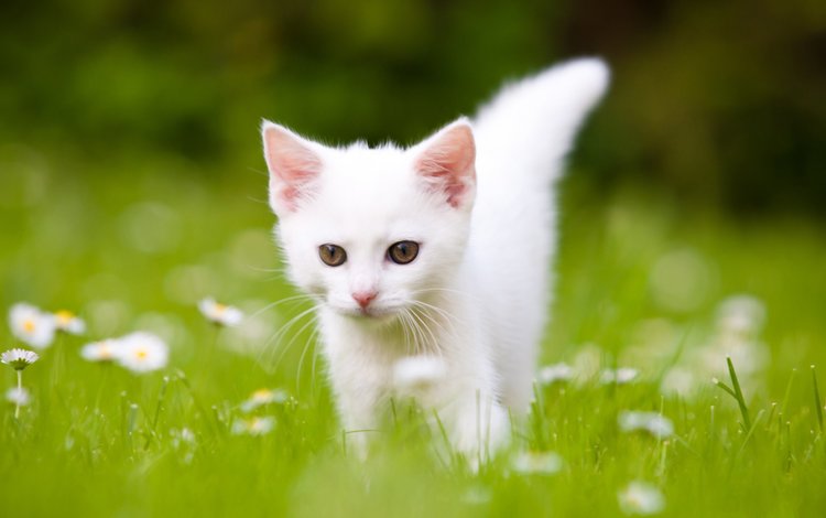 трава, кот, котенок, белый, ромашки, grass, cat, kitty, white, chamomile