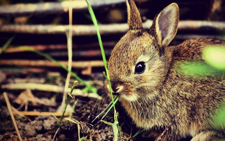трава, кролик, кролики, grass, rabbit, rabbits