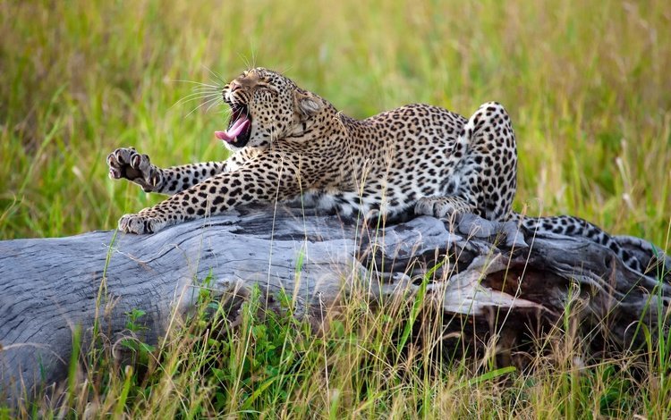 трава, леопард, африка, большая кошка, потягивается, grass, leopard, africa, big cat, stretching