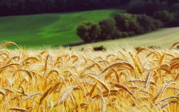 трава, лес, поле, луг, колосья, пшеница, желтые, grass, forest, field, meadow, ears, wheat, yellow