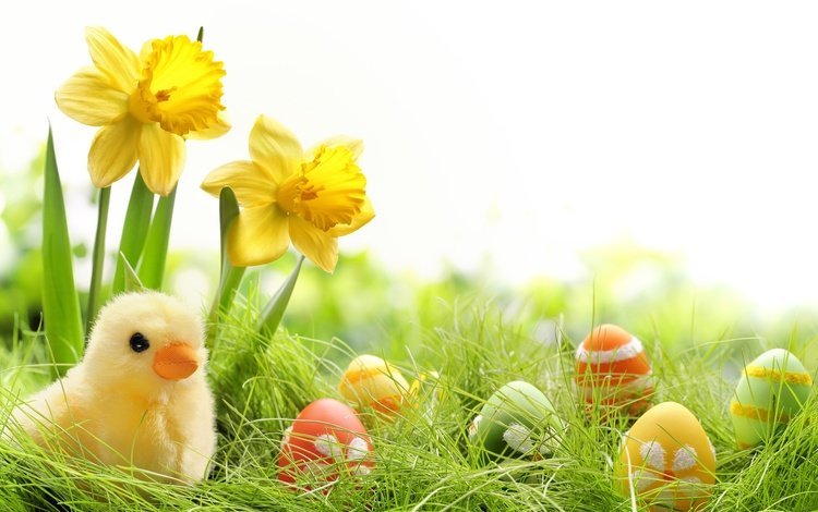 трава, пасха, яйца, праздник, нарциссы, цыплята, grass, easter, eggs, holiday, daffodils, chickens