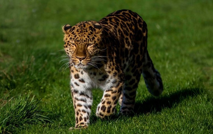 трава, солнце, зелень, леопард, хищник, grass, the sun, greens, leopard, predator