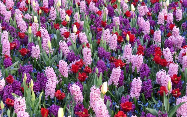 цветы, тюльпаны, гиацинты, мускари, flowers, tulips, hyacinths, muscari