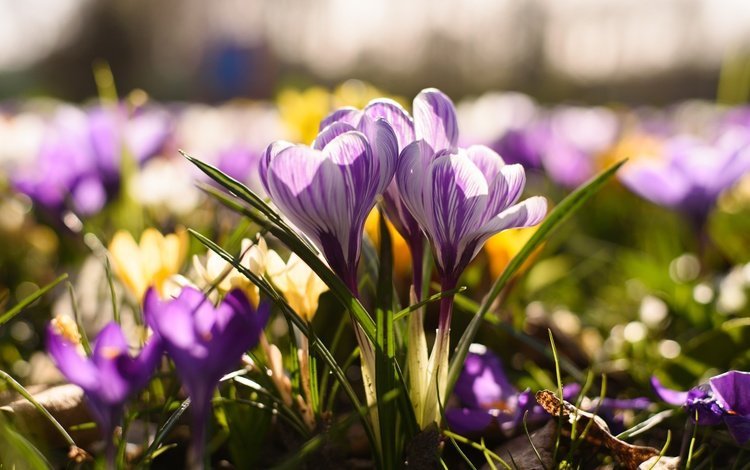 цветы, весна, крокус, шафран, flowers, spring, krokus, saffron