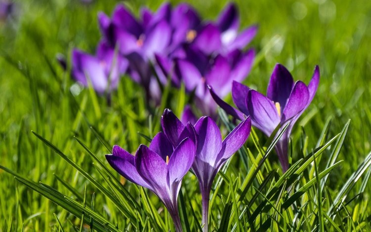 цветы, весна, крокусы, боке, шафран, flowers, spring, crocuses, bokeh, saffron