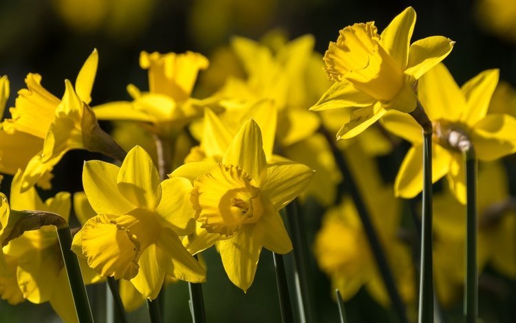 цветы, весна, нарциссы, желтые, flowers, spring, daffodils, yellow