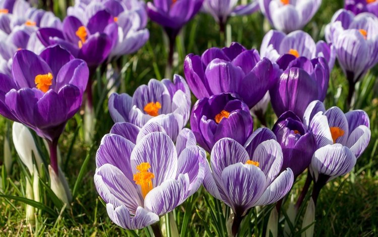 цветы, весна, сиреневый, крокусы, шафран, flowers, spring, lilac, crocuses, saffron
