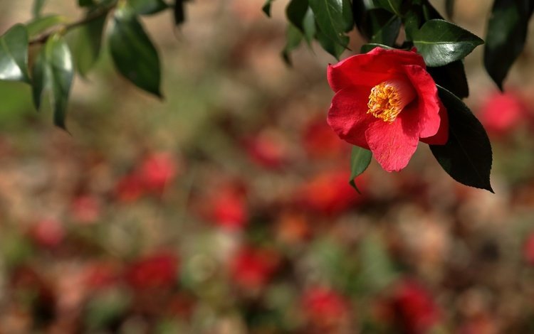 ветка, природа, фон, цветок, красная, камелия, branch, nature, background, flower, red, camellia