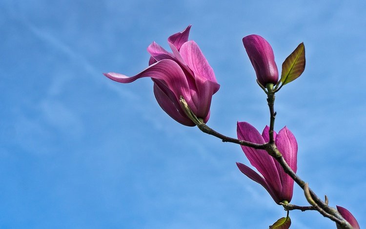 небо, цветы, ветка, весна, магнолия, the sky, flowers, branch, spring, magnolia