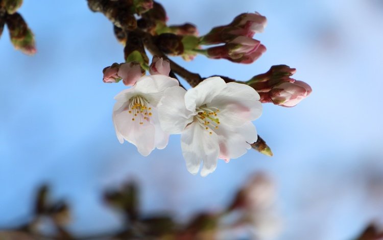 ветка, природа, цветение, макро, весна, сакура, branch, nature, flowering, macro, spring, sakura