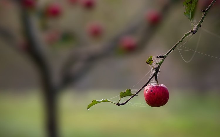 ветка, природа, фрукты, яблоко, паутина, branch, nature, fruit, apple, web