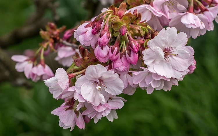 ветка, цветение, весна, розовый, сакура, branch, flowering, spring, pink, sakura