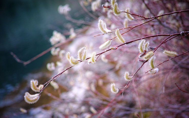 ветка, природа, размытость, весна, верба, branch, nature, blur, spring, verba