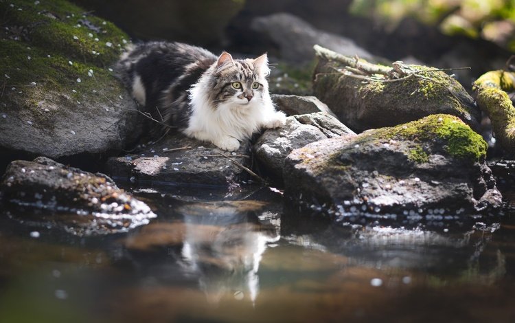 вода, камни, отражение, кот, кошка, пушистая, water, stones, reflection, cat, fluffy