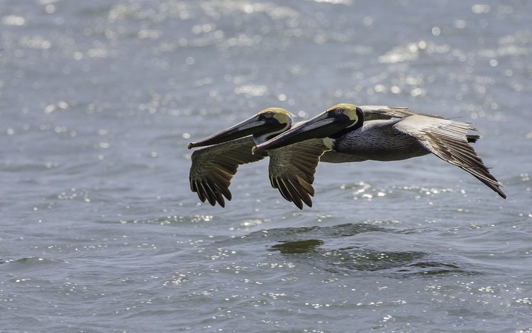 вода, полет, птицы, пеликан, пеликаны, water, flight, birds, pelican, pelicans