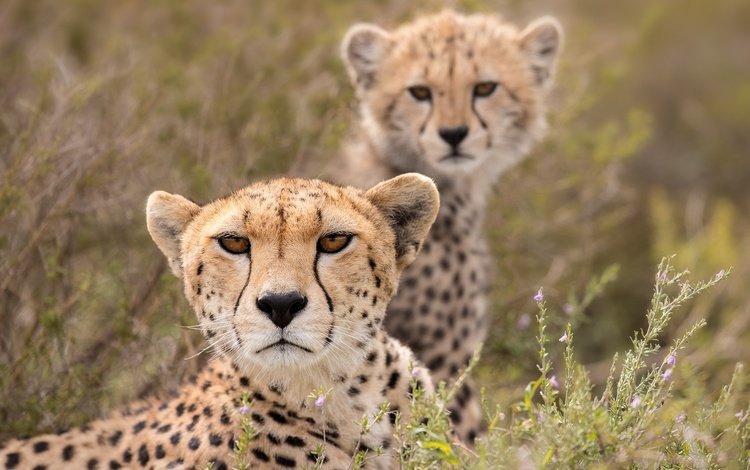 взгляд, гепард, дикая кошка, детеныш, гепарды, look, cheetah, wild cat, cub, cheetahs
