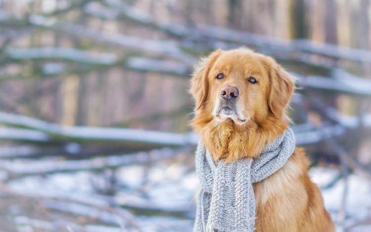 зима, мордочка, взгляд, собака, шарф, золотистый ретривер, winter, muzzle, look, dog, scarf, golden retriever