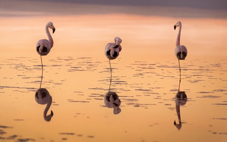 вода, закат, отражение, фламинго, птицы, water, sunset, reflection, flamingo, birds