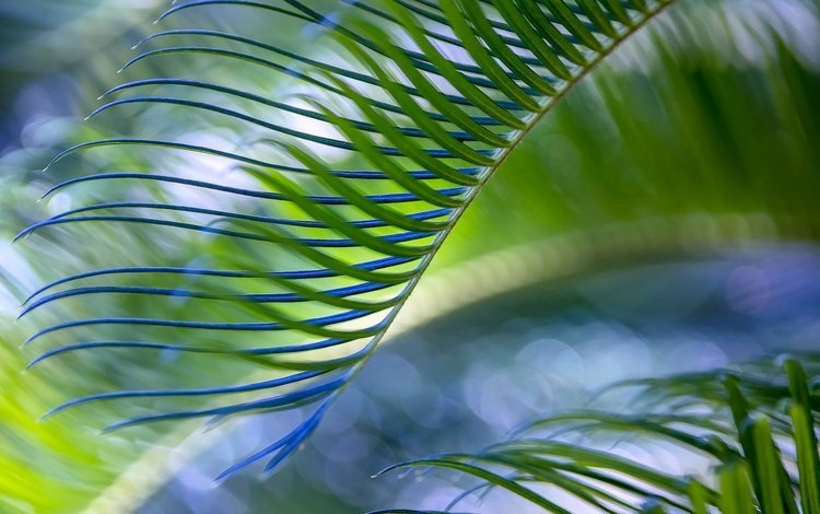 природа, зелёный, лист, пальма, nature, green, sheet, palma