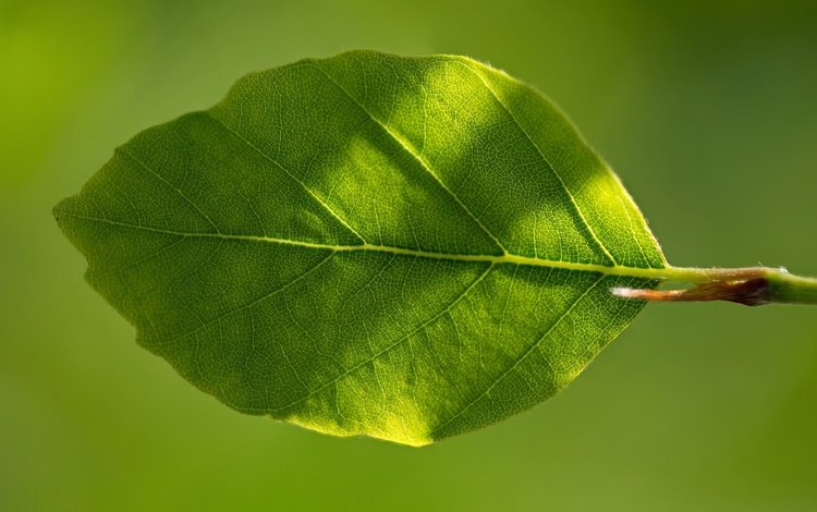 природа, зелёный, макро, фон, лист, nature, green, macro, background, sheet