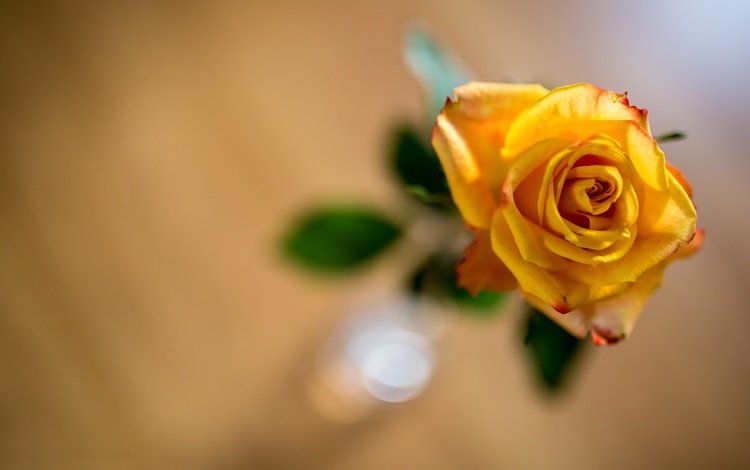 желтый, фон, цветок, роза, боке, yellow, background, flower, rose, bokeh
