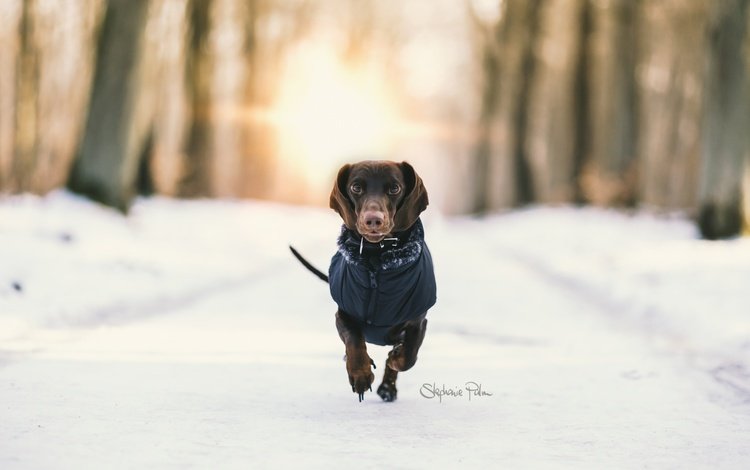 снег, зима, фон, собака, такса, бег, snow, winter, background, dog, dachshund, running