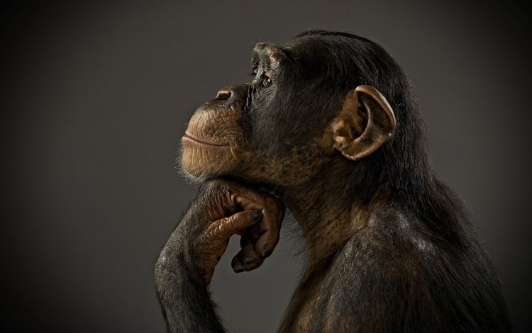 фон, профиль, животное, обезьяна, примат, шимпанзе, background, profile, animal, monkey, the primacy of, chimpanzees