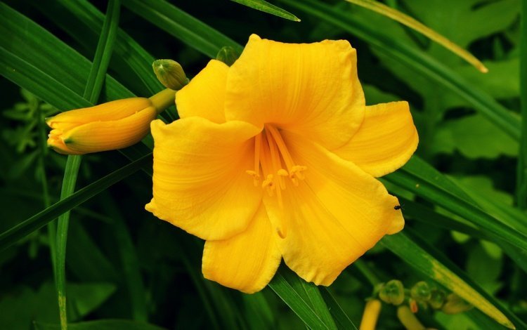 цветы, бутоны, макро, лепестки, желтые, лилейник, flowers, buds, macro, petals, yellow, daylilies