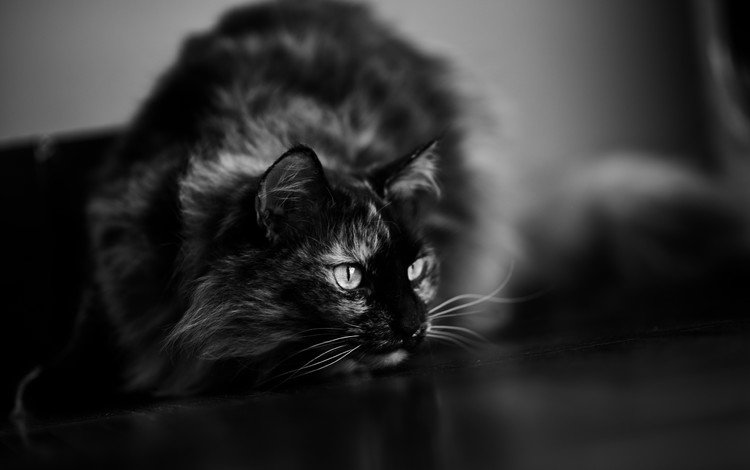 глаза, кот, усы, кошка, взгляд, чёрно-белое, животное, eyes, cat, mustache, look, black and white, animal