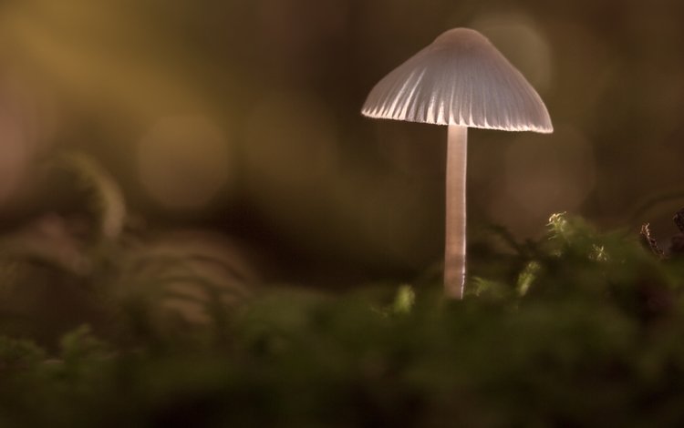 природа, лес, фон, грибы, гриб, sophiaspurgin, alone in the woods, nature, forest, background, mushrooms, mushroom