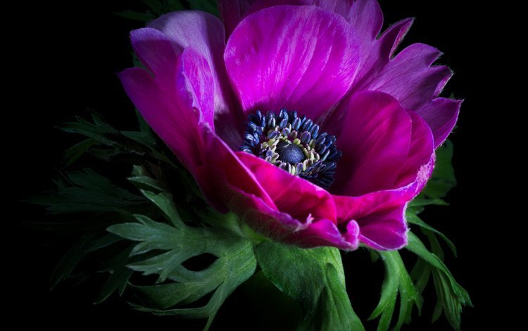 цветок, лепестки, черный фон, анемон, sophiaspurgin, flower, petals, black background, anemone
