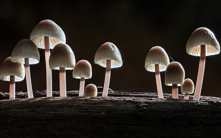 лес, макро, осень, грибы, sophiaspurgin, forest, macro, autumn, mushrooms