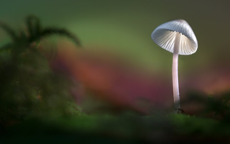 свет, лес, осень, гриб, шляпка, sophiaspurgin, light, forest, autumn, mushroom, hat