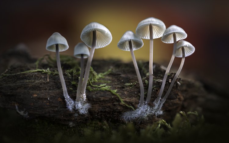 природа, лес, осень, грибы, шляпки, sophiaspurgin, nature, forest, autumn, mushrooms, hats