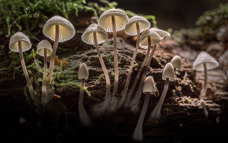 свет, природа, лес, осень, грибы, шляпки, sophiaspurgin, light, nature, forest, autumn, mushrooms, hats