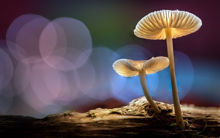 свет, лес, осень, грибы, шляпки, боке, sophiaspurgin, light, forest, autumn, mushrooms, hats, bokeh
