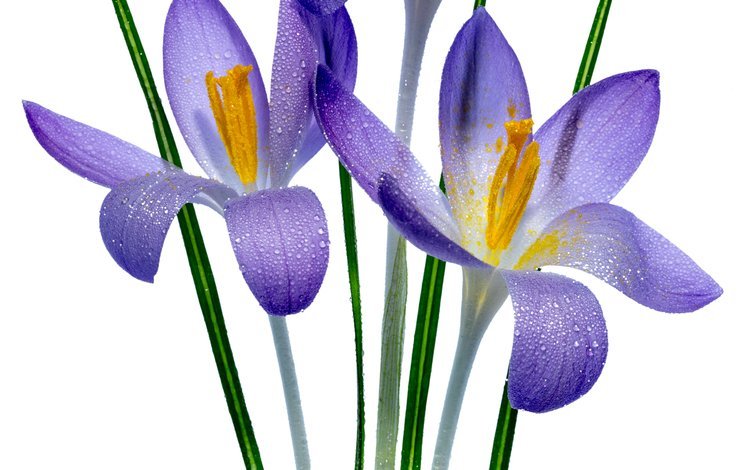 цветок, фиолетовый, весна, дождь, белый фон, ирисы, ирис, sophiaspurgin, flower, purple, spring, rain, white background, irises, iris