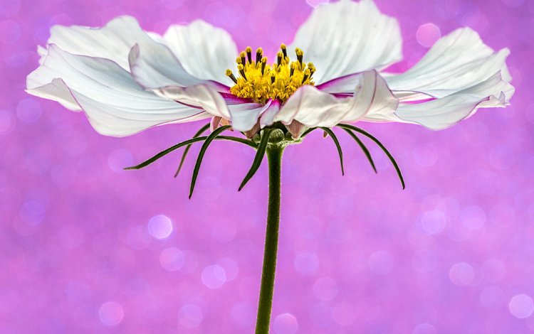 фон, цветок, белый, розовый, боке, космея, sophiaspurgin, background, flower, white, pink, bokeh, kosmeya