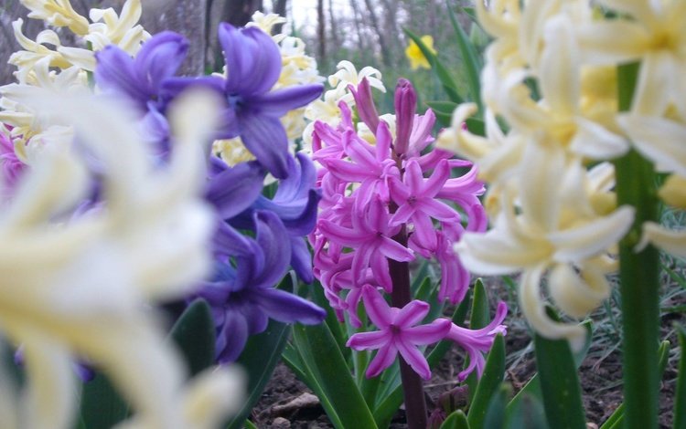 цветы, весна, гиацинт, flowers, spring, hyacinth